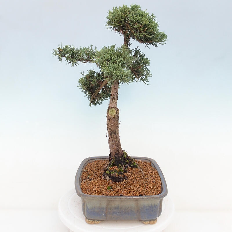 Outdoor-Bonsai - Juniperus chinensis Kishu - Chinesischer Wacholder