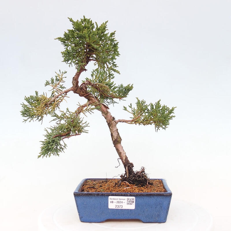 Bonsai im Freien - Juniperus chinensis Kishu - Chinesischer Wacholder