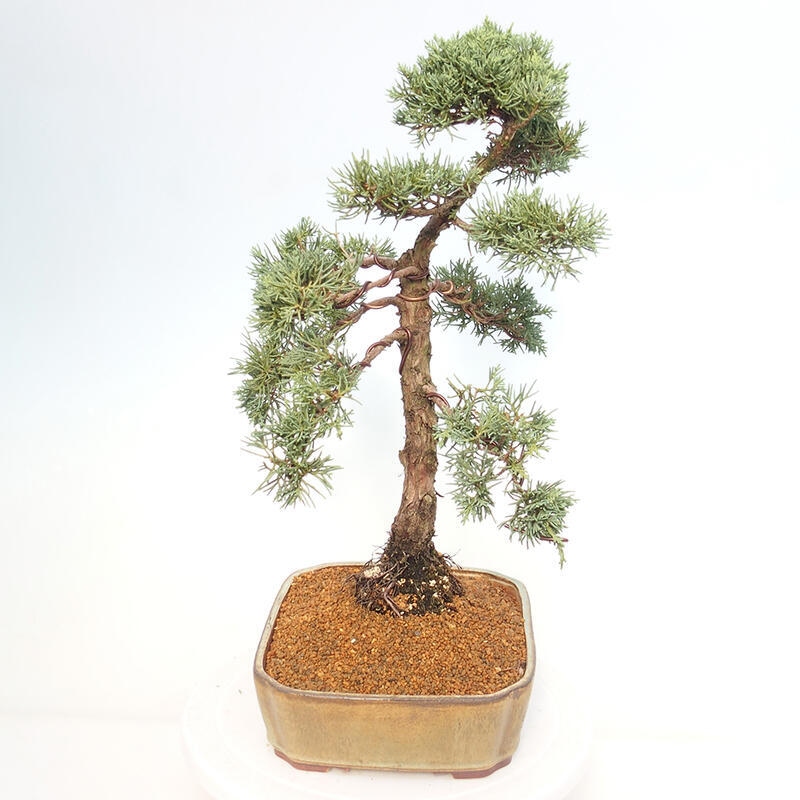 Outdoor-Bonsai - Juniperus chinensis Kishu - Chinesischer Wacholder