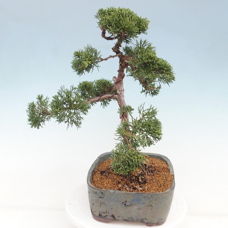 Outdoor-Bonsai - Juniperus chinensis Kishu - Chinesischer Wacholder