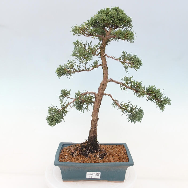 Outdoor-Bonsai - Juniperus chinensis Kishu - Chinesischer Wacholder