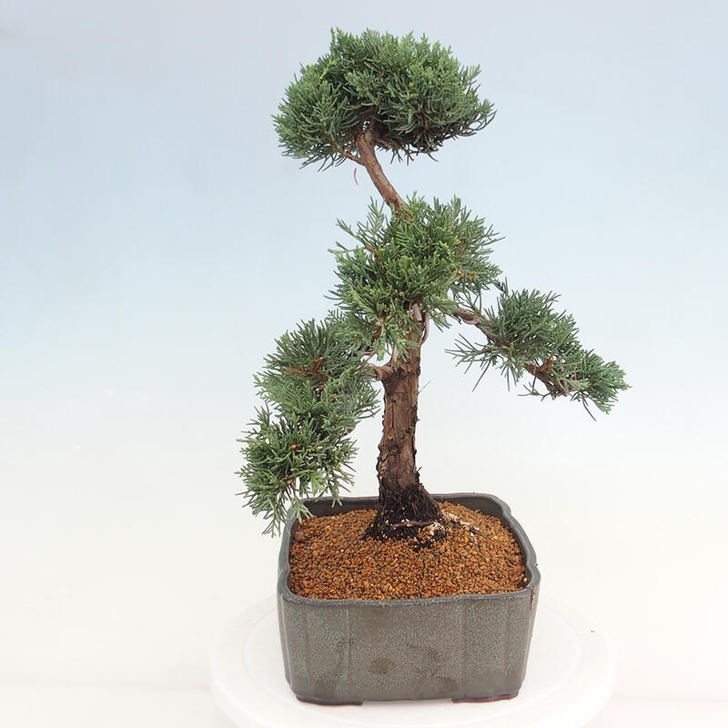 Outdoor-Bonsai - Juniperus chinensis Kishu - Chinesischer Wacholder