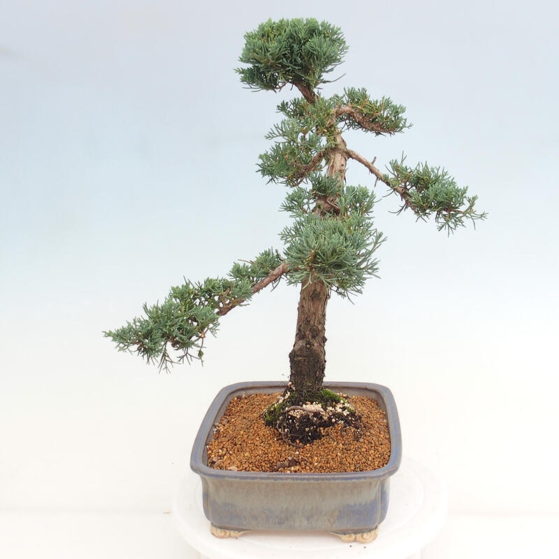 Outdoor-Bonsai - Juniperus chinensis Kishu - Chinesischer Wacholder