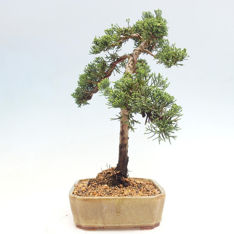 Outdoor-Bonsai - Juniperus chinensis Kishu - Chinesischer Wacholder