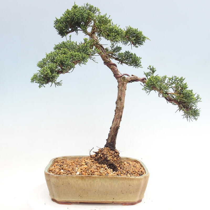 Outdoor-Bonsai - Juniperus chinensis Kishu - Chinesischer Wacholder