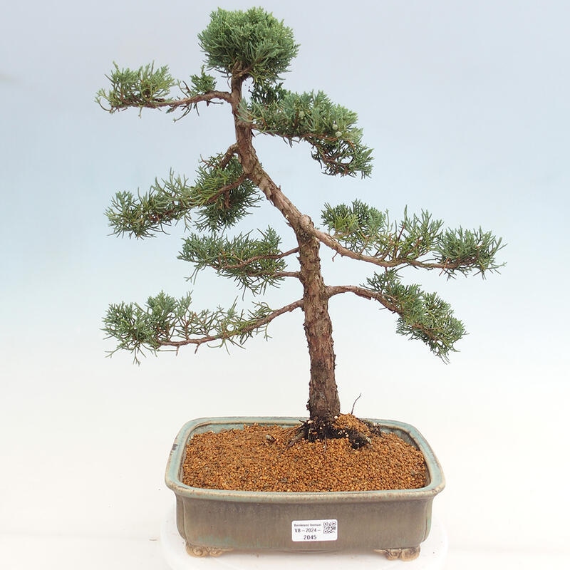 Outdoor-Bonsai - Juniperus chinensis Kishu - Chinesischer Wacholder