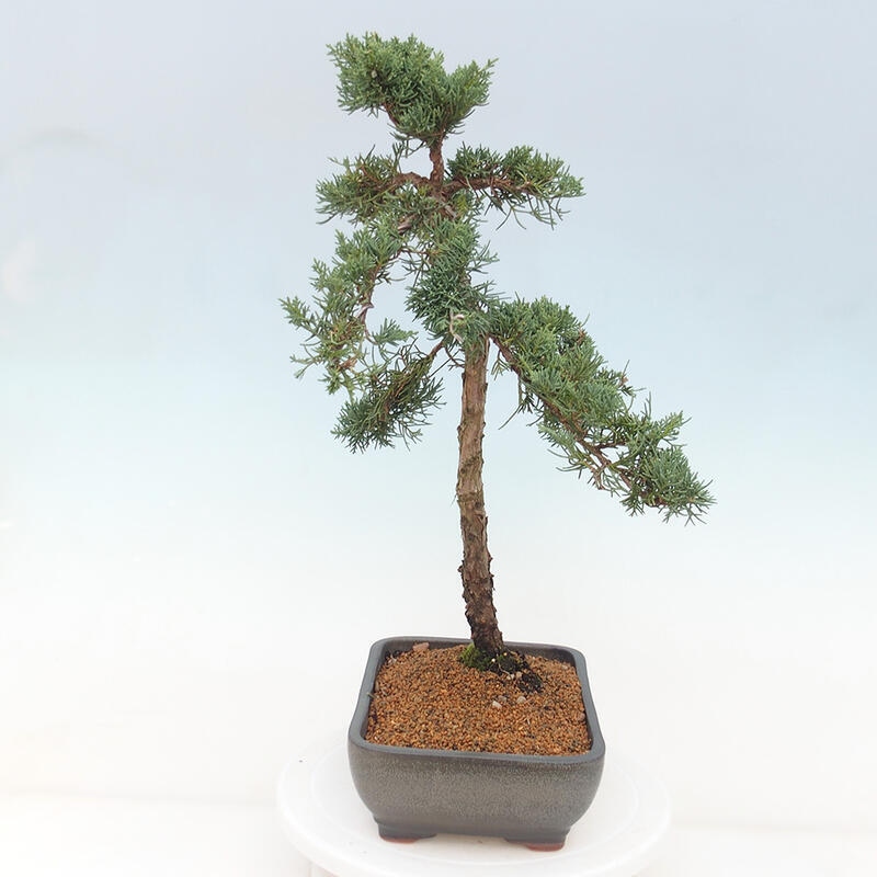 Outdoor-Bonsai - Juniperus chinensis Kishu - Chinesischer Wacholder