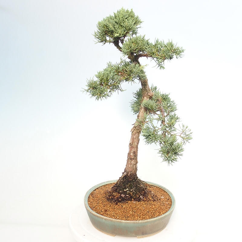 Outdoor-Bonsai - Juniperus chinensis Kishu - Chinesischer Wacholder