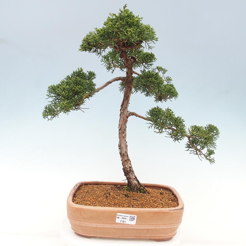 Outdoor-Bonsai - Juniperus chinensis Kishu - Chinesischer Wacholder