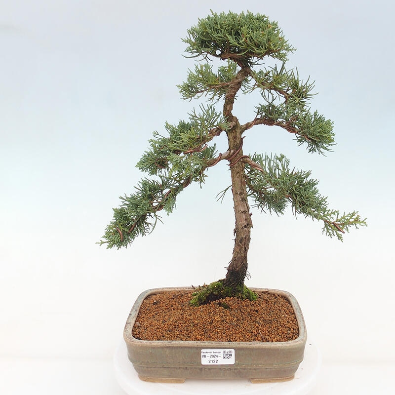 Outdoor-Bonsai - Juniperus chinensis Kishu - Chinesischer Wacholder