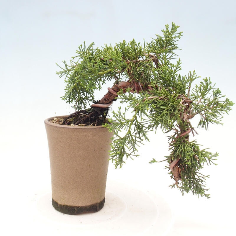 Bonsai im Freien - Juniperus chinensis Kishu - Chinesischer Wacholder