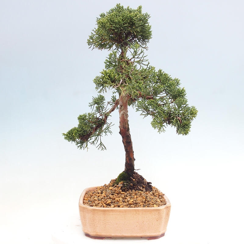 Outdoor-Bonsai - Juniperus chinensis Kishu - Chinesischer Wacholder