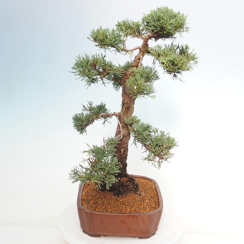 Outdoor-Bonsai - Juniperus chinensis Kishu - Chinesischer Wacholder