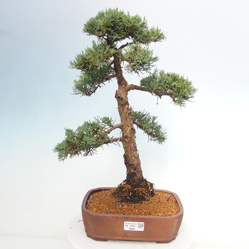 Outdoor-Bonsai - Juniperus chinensis Kishu - Chinesischer Wacholder