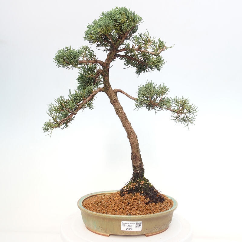 Outdoor-Bonsai - Juniperus chinensis Kishu - Chinesischer Wacholder