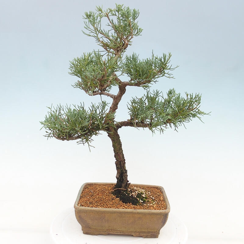 Outdoor-Bonsai - Juniperus chinensis Kishu - Chinesischer Wacholder