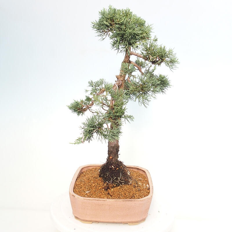 Outdoor-Bonsai - Juniperus chinensis Kishu - Chinesischer Wacholder