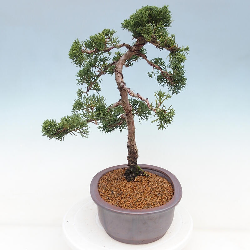 Outdoor-Bonsai - Juniperus chinensis Kishu - Chinesischer Wacholder