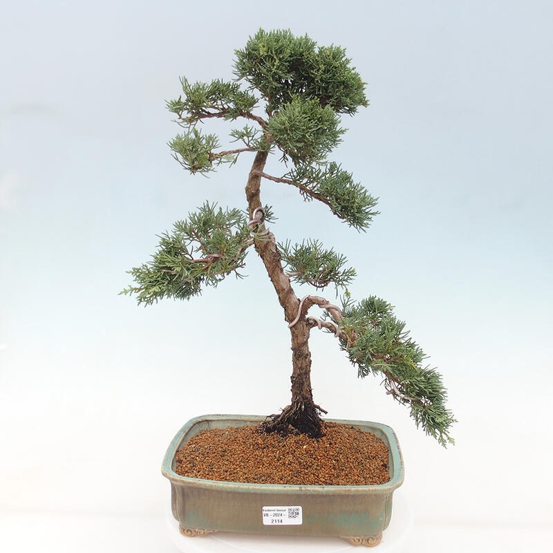 Outdoor-Bonsai - Juniperus chinensis Kishu - Chinesischer Wacholder