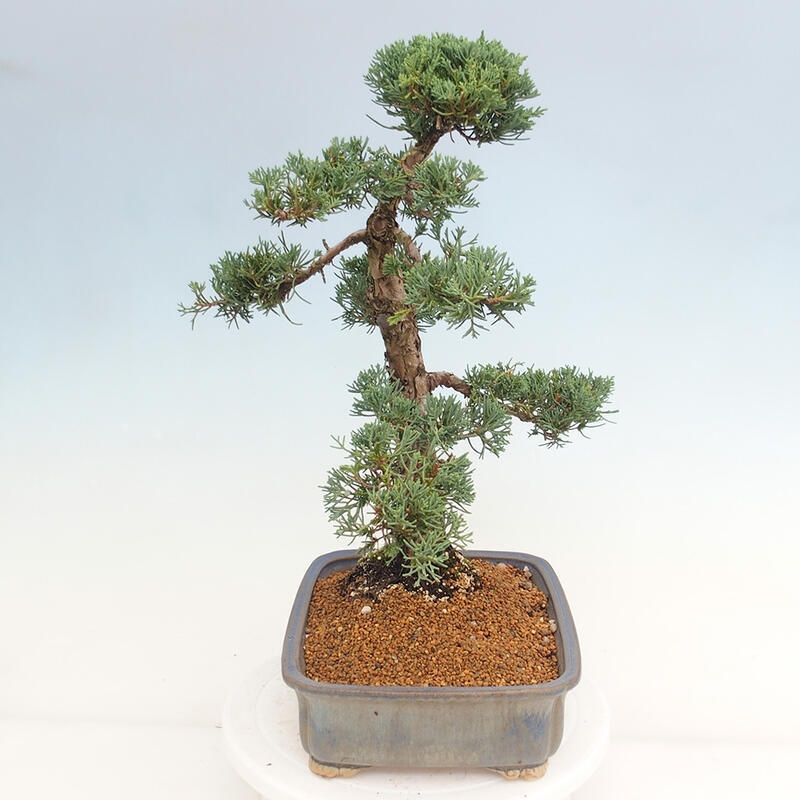 Outdoor-Bonsai - Juniperus chinensis Kishu - Chinesischer Wacholder