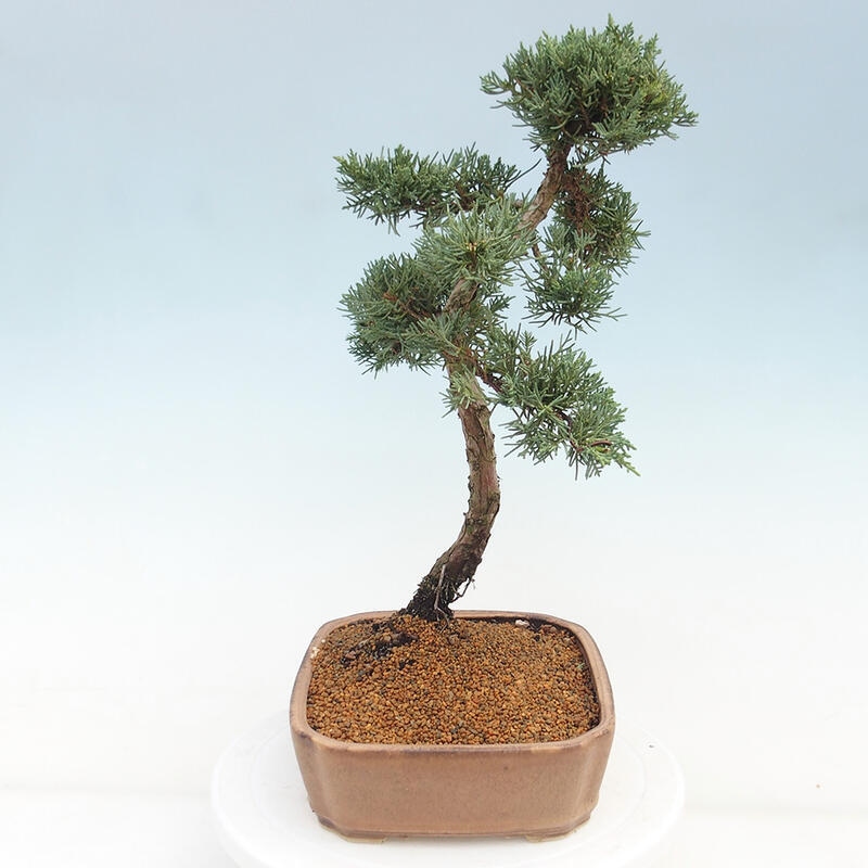 Outdoor-Bonsai - Juniperus chinensis Kishu - Chinesischer Wacholder