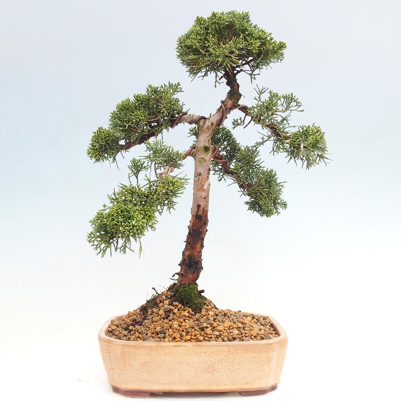 Outdoor-Bonsai - Juniperus chinensis Kishu - Chinesischer Wacholder