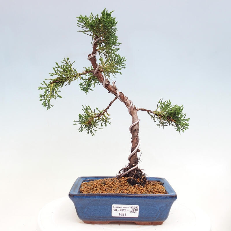 Bonsai im Freien - Juniperus chinensis Kishu - Chinesischer Wacholder