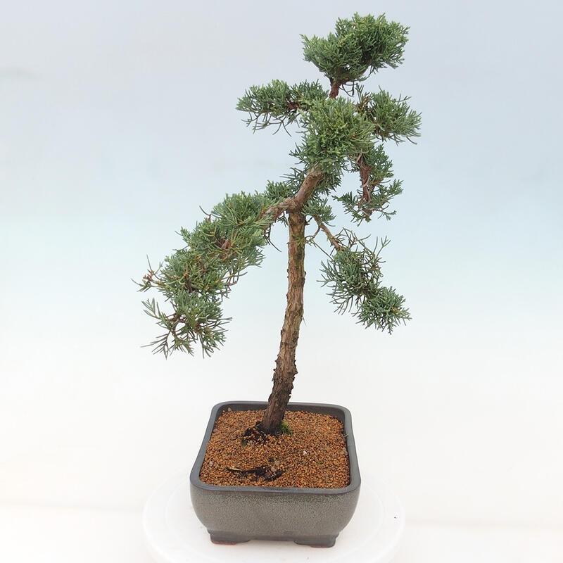 Outdoor-Bonsai - Juniperus chinensis Kishu - Chinesischer Wacholder