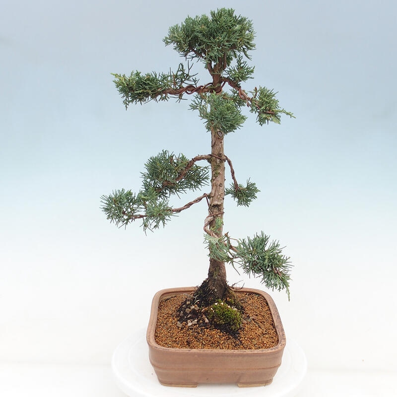 Outdoor-Bonsai - Juniperus chinensis Kishu - Chinesischer Wacholder