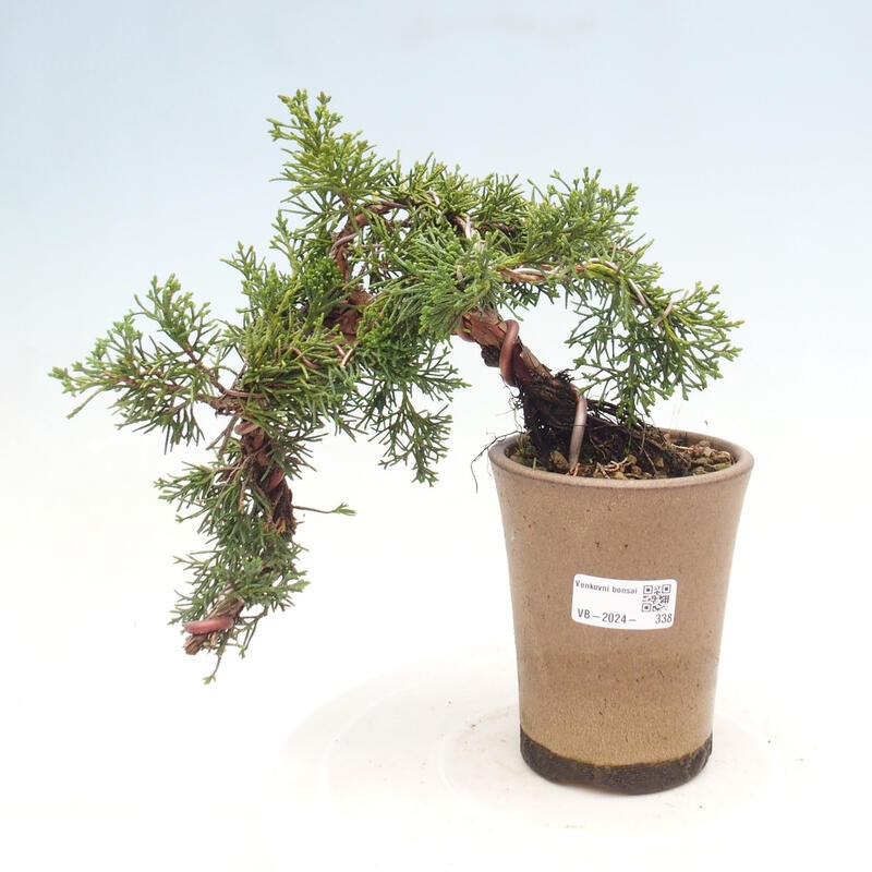 Bonsai im Freien - Juniperus chinensis Kishu - Chinesischer Wacholder