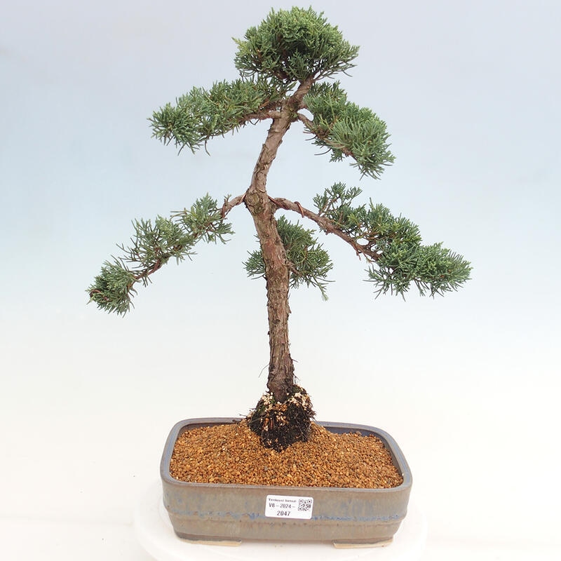 Outdoor-Bonsai - Juniperus chinensis Kishu - Chinesischer Wacholder