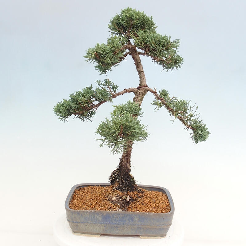 Outdoor-Bonsai - Juniperus chinensis Kishu - Chinesischer Wacholder