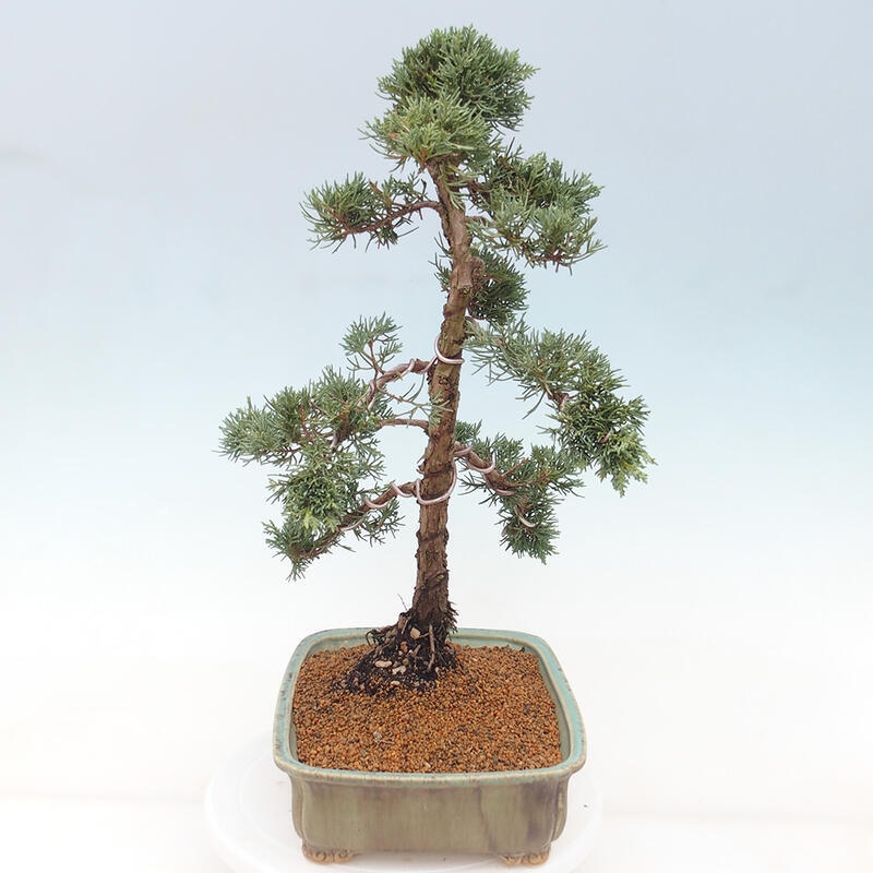 Outdoor-Bonsai - Juniperus chinensis Kishu - Chinesischer Wacholder