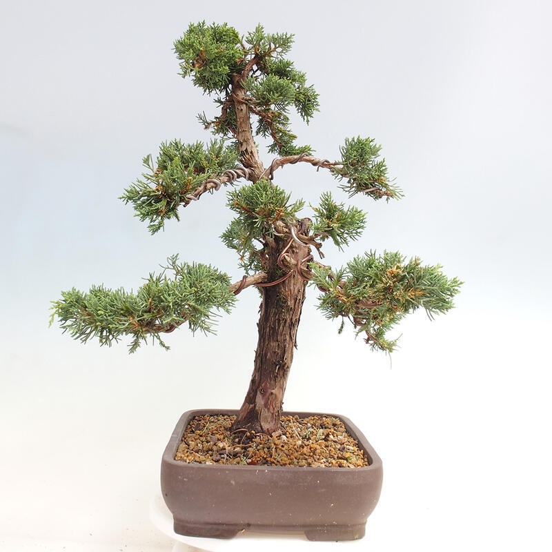 Outdoor-Bonsai - Juniperus chinensis Kishu - Chinesischer Wacholder