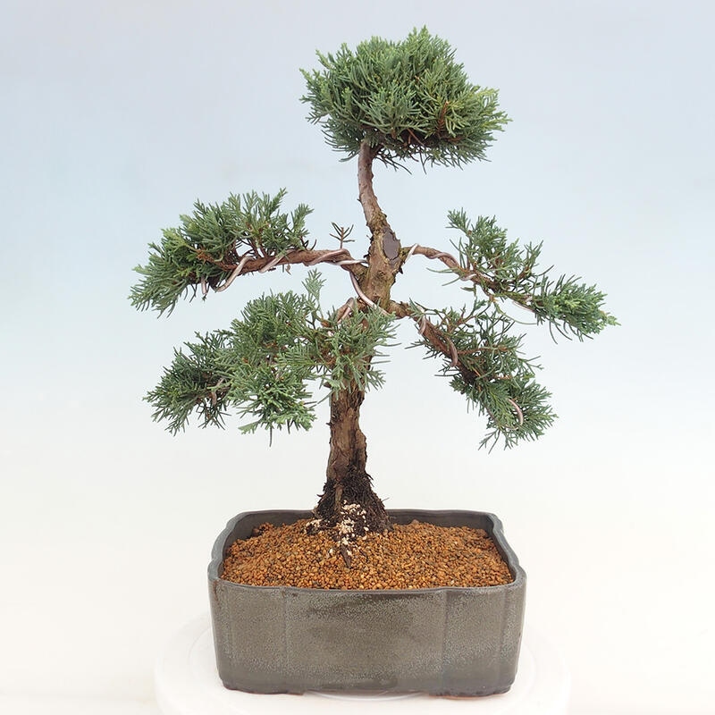 Outdoor-Bonsai - Juniperus chinensis Kishu - Chinesischer Wacholder