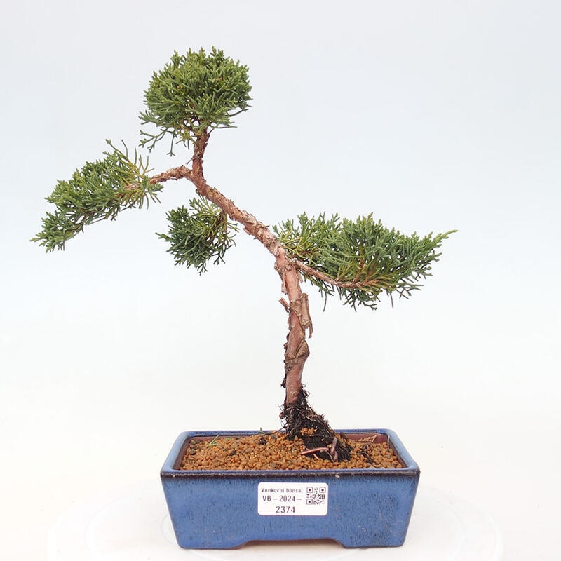 Bonsai im Freien - Juniperus chinensis Kishu - Chinesischer Wacholder