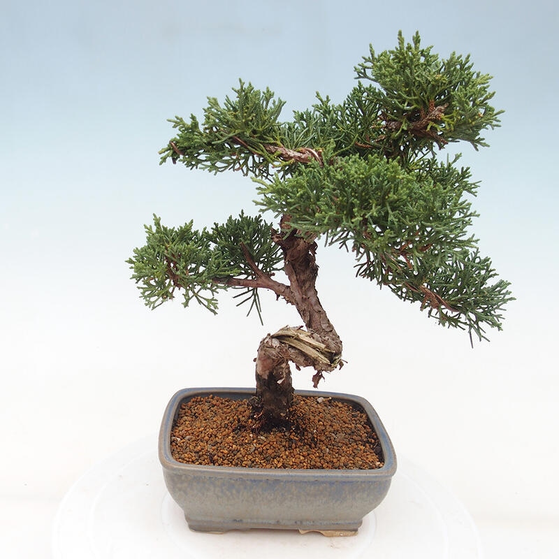 Outdoor-Bonsai - Juniperus chinensis Kishu - Chinesischer Wacholder