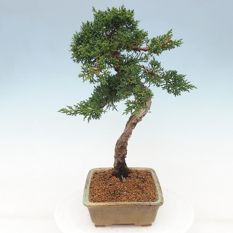 Outdoor-Bonsai - Juniperus chinensis Kishu - Chinesischer Wacholder