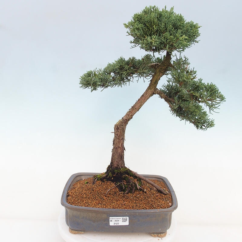 Outdoor-Bonsai - Juniperus chinensis Kishu - Chinesischer Wacholder