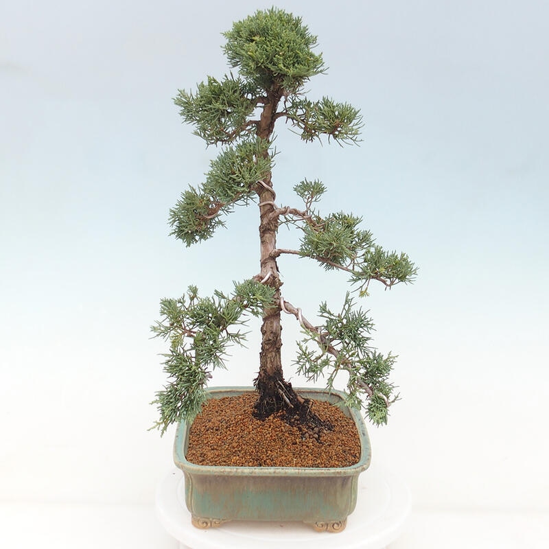 Outdoor-Bonsai - Juniperus chinensis Kishu - Chinesischer Wacholder