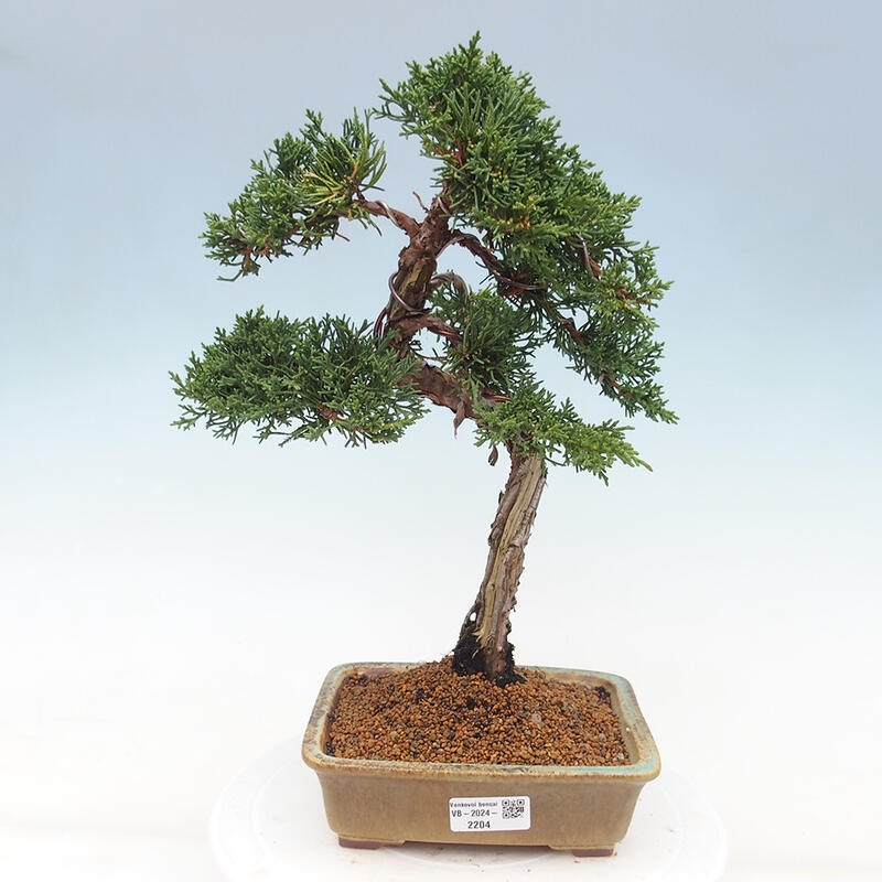 Outdoor-Bonsai - Juniperus chinensis Kishu - Chinesischer Wacholder