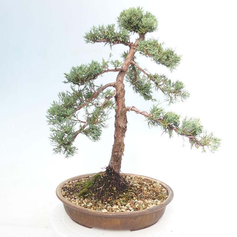 Outdoor-Bonsai - Juniperus chinensis Kishu - Chinesischer Wacholder