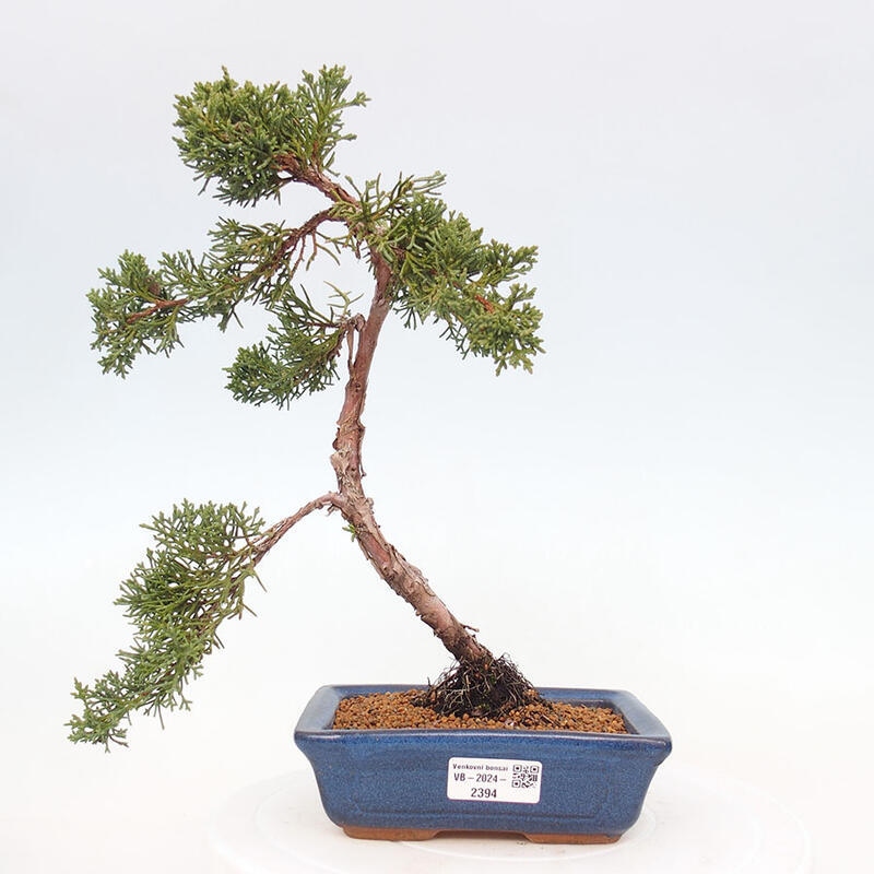 Bonsai im Freien - Juniperus chinensis Kishu - Chinesischer Wacholder