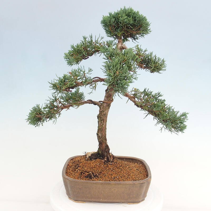 Outdoor-Bonsai - Juniperus chinensis Kishu - Chinesischer Wacholder