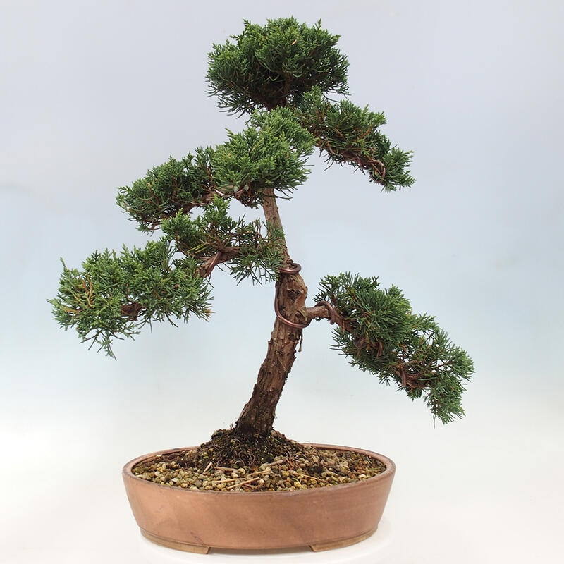 Bonsai im Freien - Juniperus chinensis Kishu - Chinesischer Wacholder