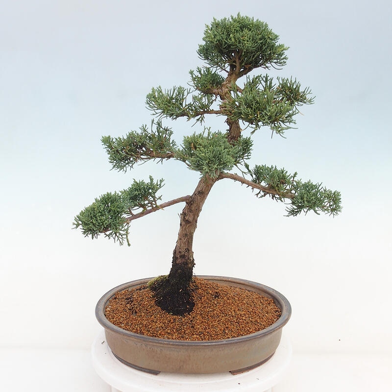 Outdoor-Bonsai - Juniperus chinensis Kishu - Chinesischer Wacholder