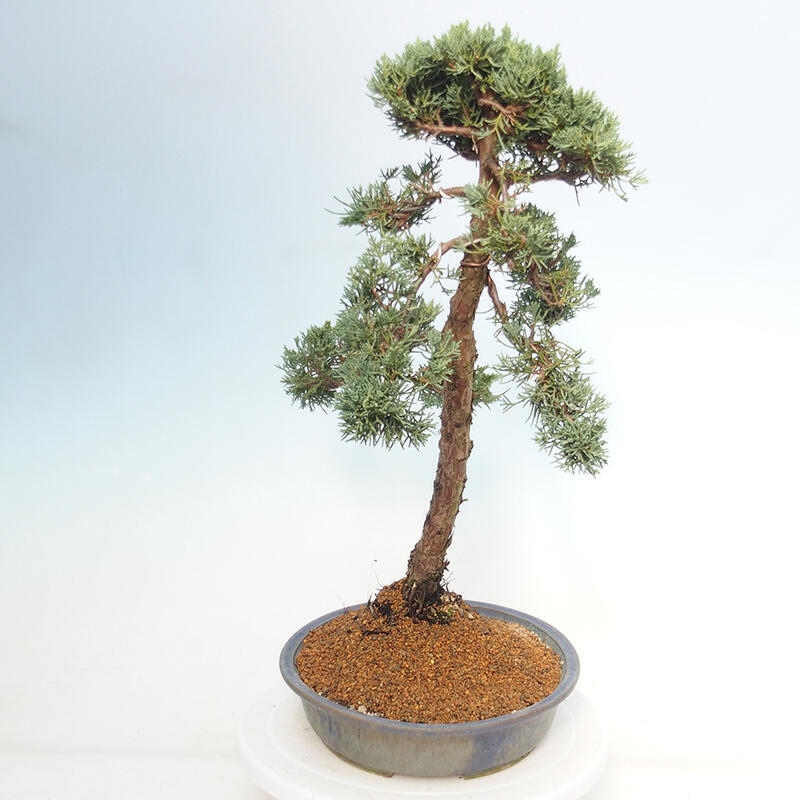 Outdoor-Bonsai - Juniperus chinensis Kishu - Chinesischer Wacholder