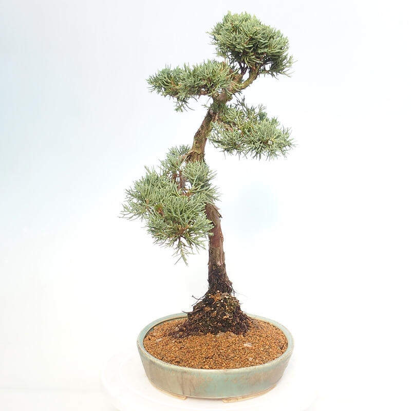 Outdoor-Bonsai - Juniperus chinensis Kishu - Chinesischer Wacholder