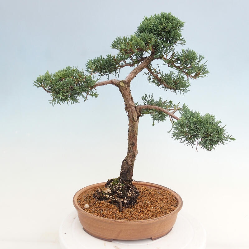 Outdoor-Bonsai - Juniperus chinensis Kishu - Chinesischer Wacholder