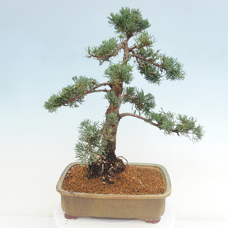 Outdoor-Bonsai - Juniperus chinensis Kishu - Chinesischer Wacholder